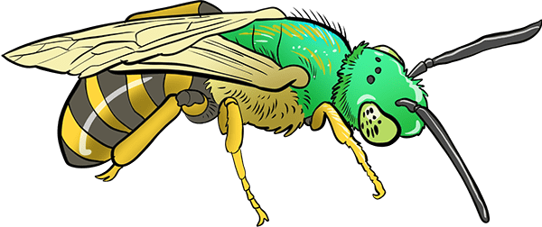 Green sweat bee