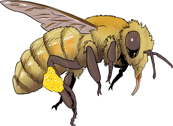 Honey bee