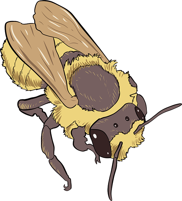 Leafcutter bee
