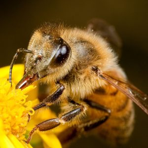 Honey bee worker