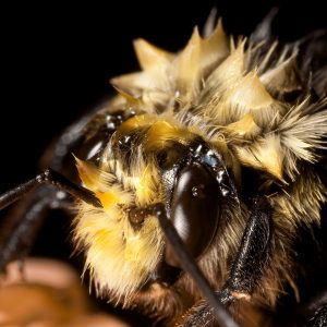 Bumble bee