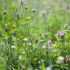 Clover & dandelions