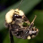 Bumble bee in mid-air