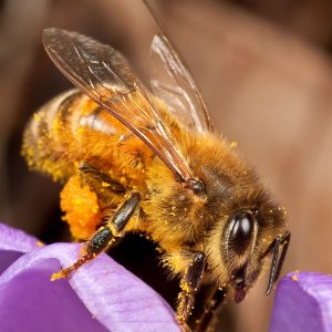 Honey bee worker