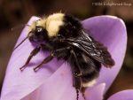 Yellow-faced bumble bee queen