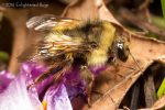 Sitka bumble bee queen