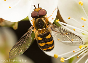 Hover Fly