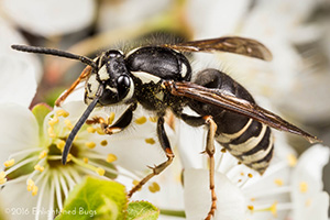 Bald-faced hornet