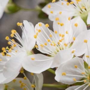 Plum blossoms