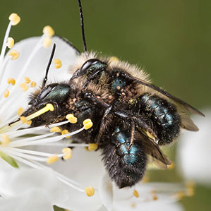 Mason bees