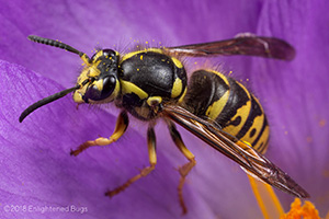 Common Yellowjacket