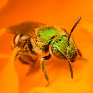 Green sweat bee