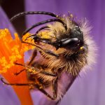 Mining bee on crocus