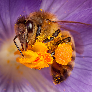 Honey Bee