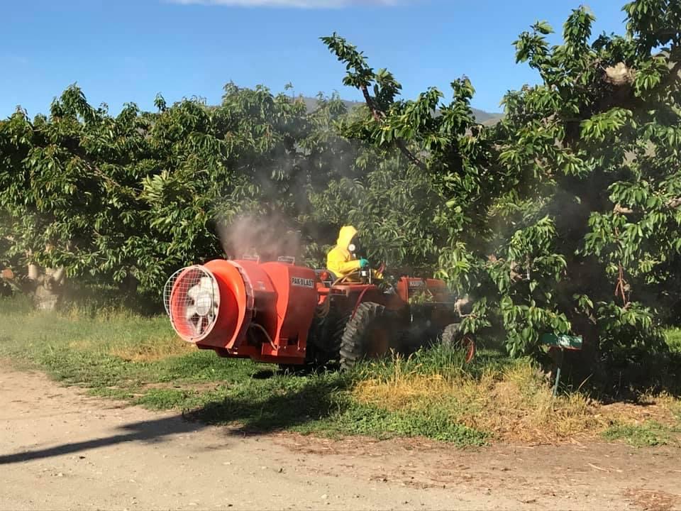 Apple orchard exposed to pesticide treatment