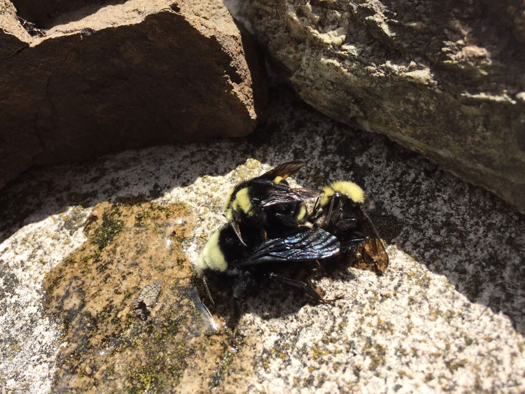Yellow-faced bumble bee family