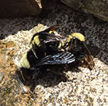Bumble bees mating