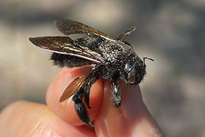 Western carpenter bee (female)