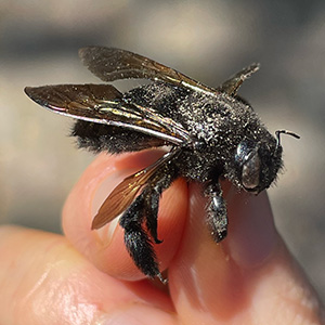 Western carpenter bee