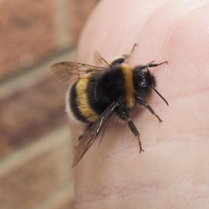 A fluffy bumble bee rests on the reader's hand for warmth