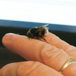 John's fluffy bumble bee companion on his fingers