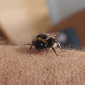 The bumble bee crawls happily along the reader's arm