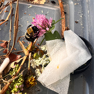 Buzz Buzz sips on fresh red clover nectar, a sugar-water infused paper towel and q-tip nearby