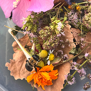 Buzz Buzz clambers around her habitat, filled with varied types of fresh flowers