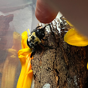 Buzz Buzz sips a drop of sugar-water trustingly from Daniel's finger