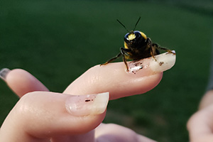 Eastern carpenter bee (male)