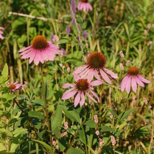 Pollination reservoir planting