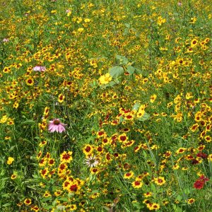 Pollination reservoir planting