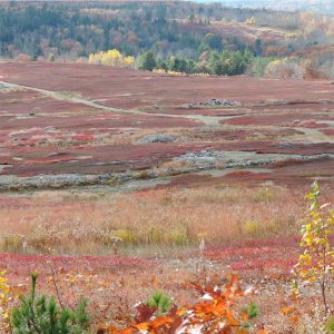 Maine lowbush blueberry field