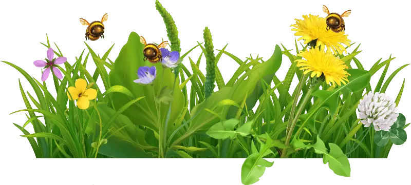 Wild lawn with clover, dandelions, other flowers